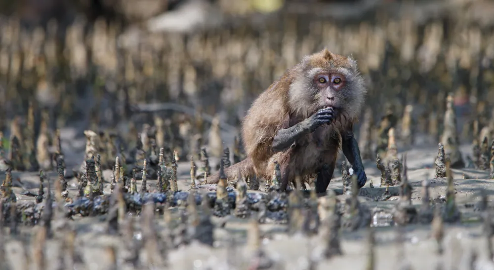 Les macaques crabiers farfouillent la vase pour trouver leur nourriture.