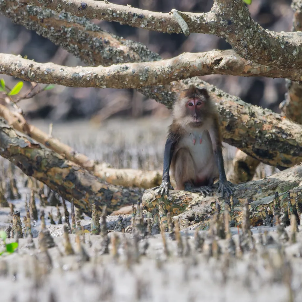 Macaque crabier - Macaca fascicularis