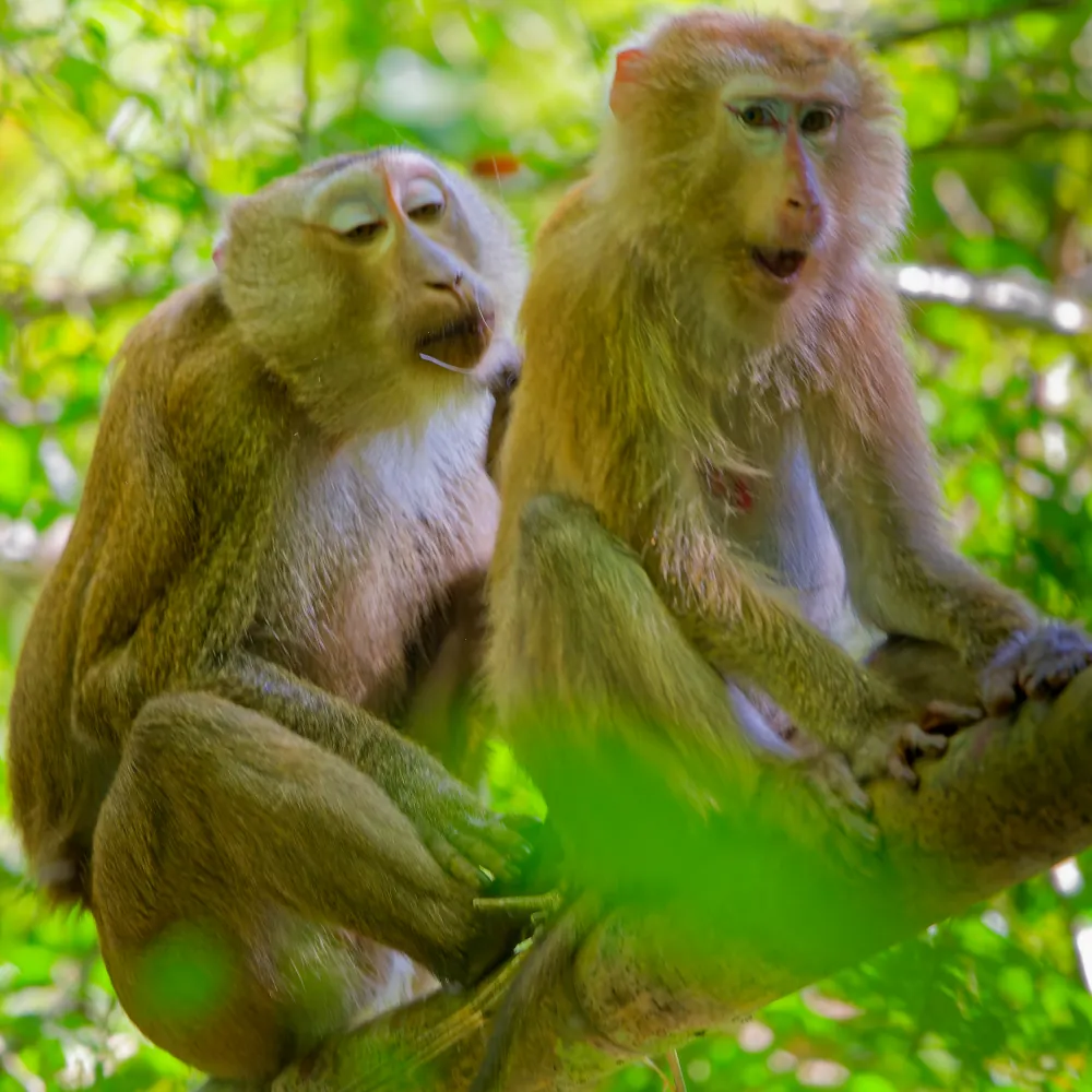 Macaques de Birmanie