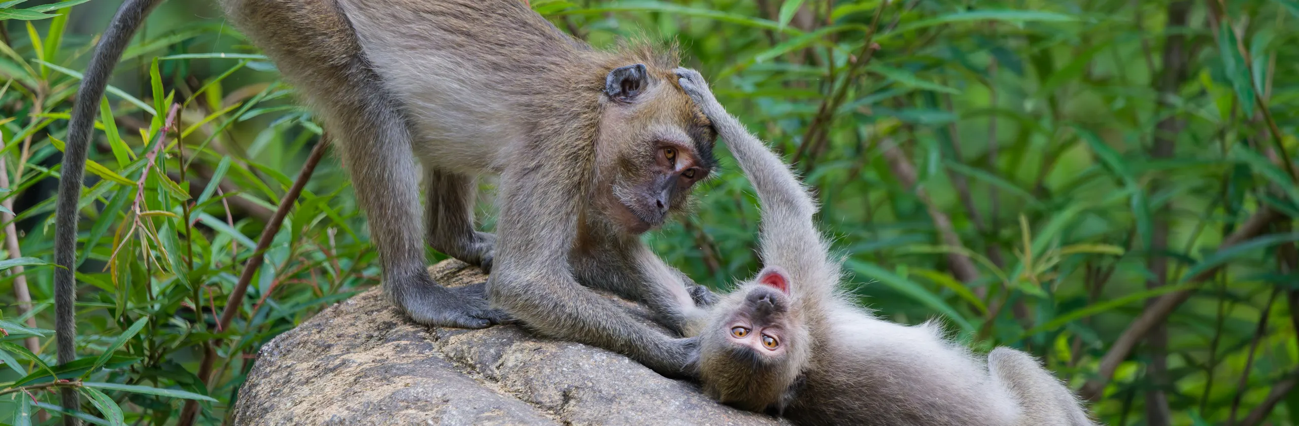 Khao Sok : jungle tropicale et faune sauvage en Thaïlande
