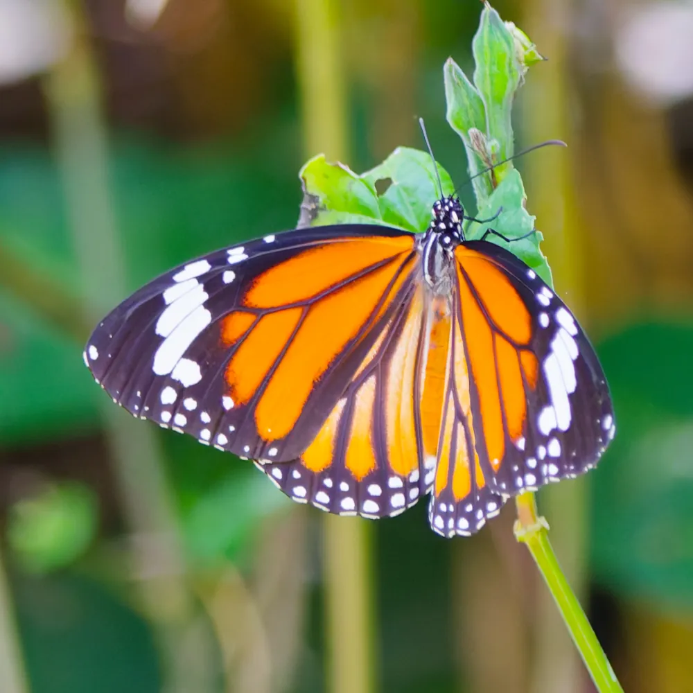 Monarque Indien - Danaus genutia
