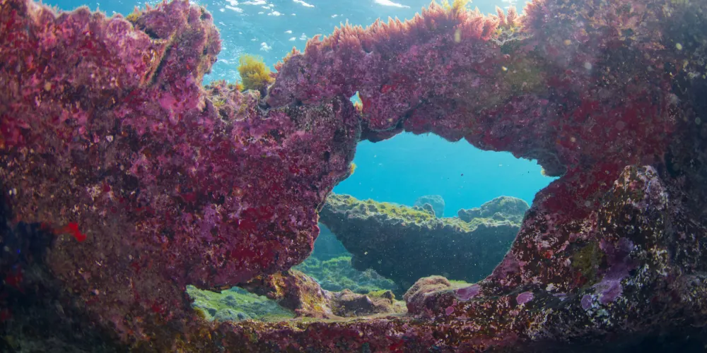Paysage subaquatique sous la Montagne jaune