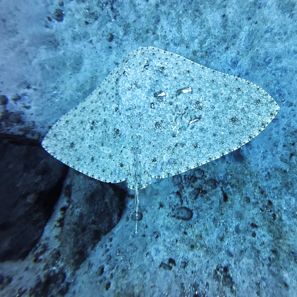 Raie papillon épineuse