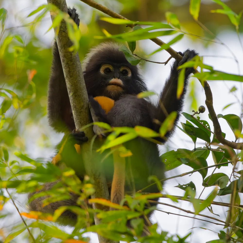 Semnopithèques obscures, femelle et son bébé