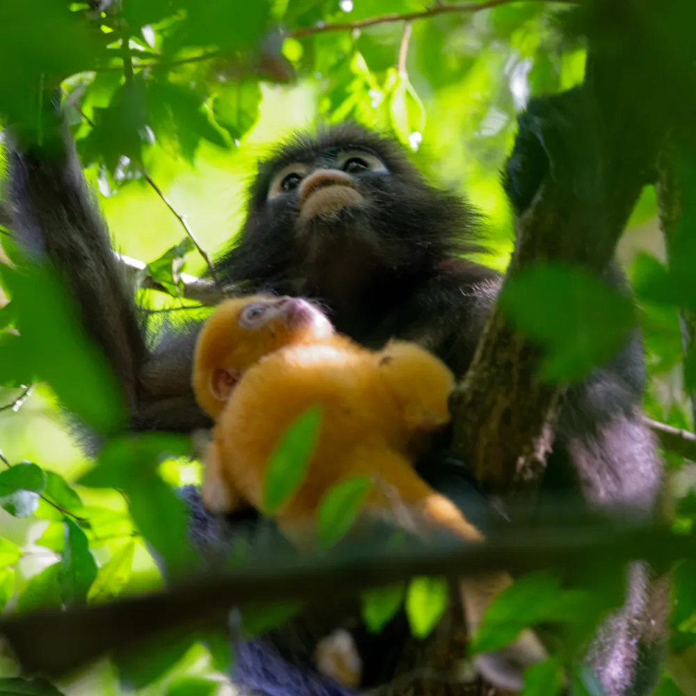 Semnopithèques obscures, femelle et son bébé