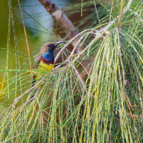 Souimanga à gorge brune - Anthreptes malacensis