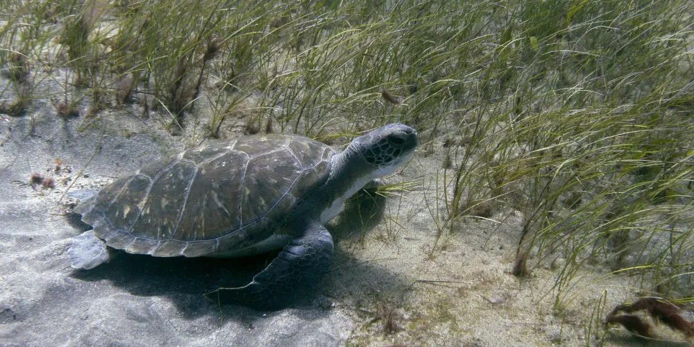 Tortue verte