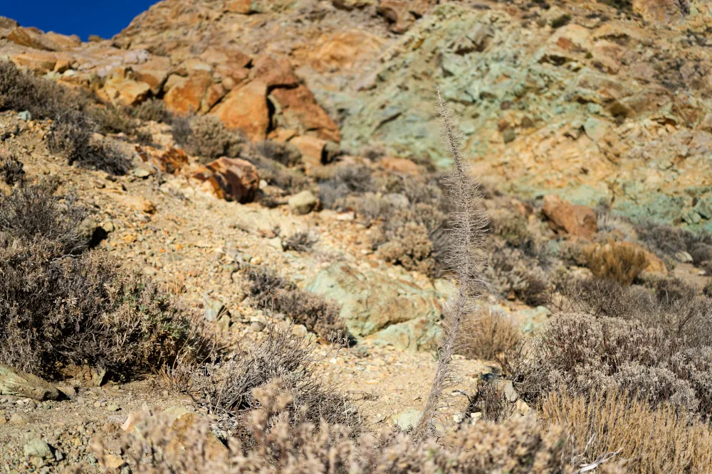 Viperine sur fond de nontronite