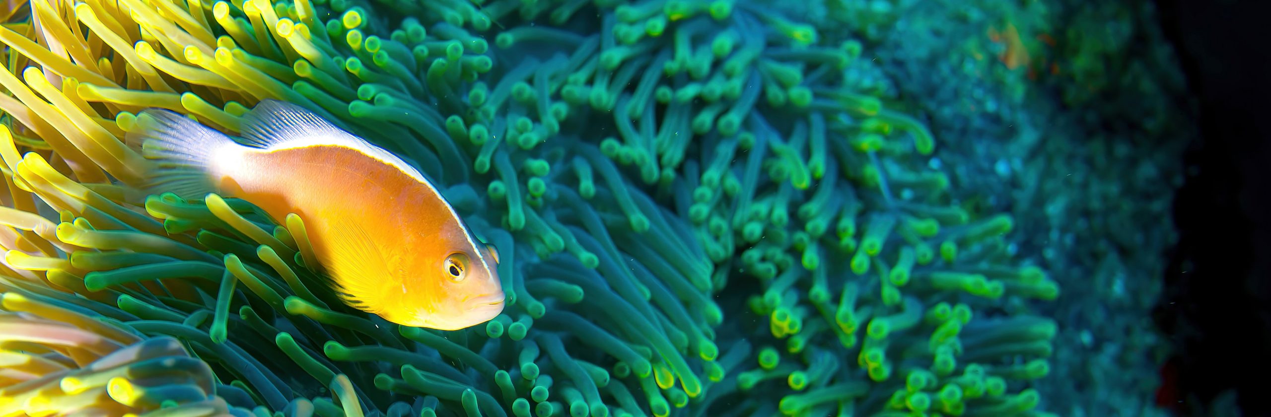 Croisière plongée Similan, Koh Bon et Koh Tachai : itinéraire et sites majeurs