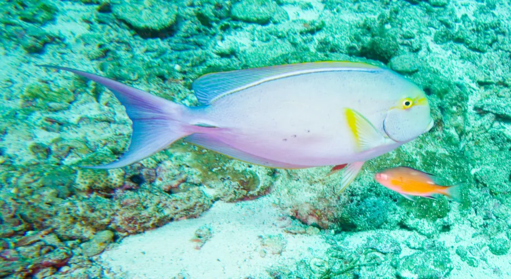Chirurgien à Ailes Jaunes Acanthurus xanthopterus