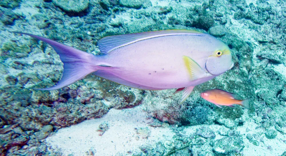 Chirurgien à Ailes Jaunes Acanthurus xanthopterus