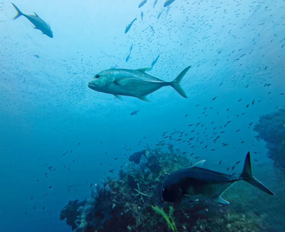 Carangue à Grosse Tête Caranx ignobilis