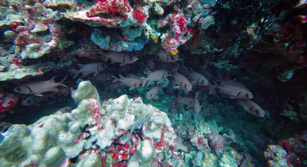 Marignan à Oeillères Myripristis murdjan
