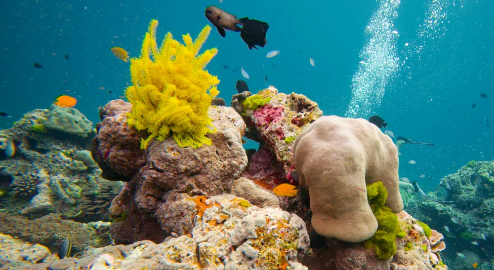 Comatule de Schlegel Comaster schlegelii