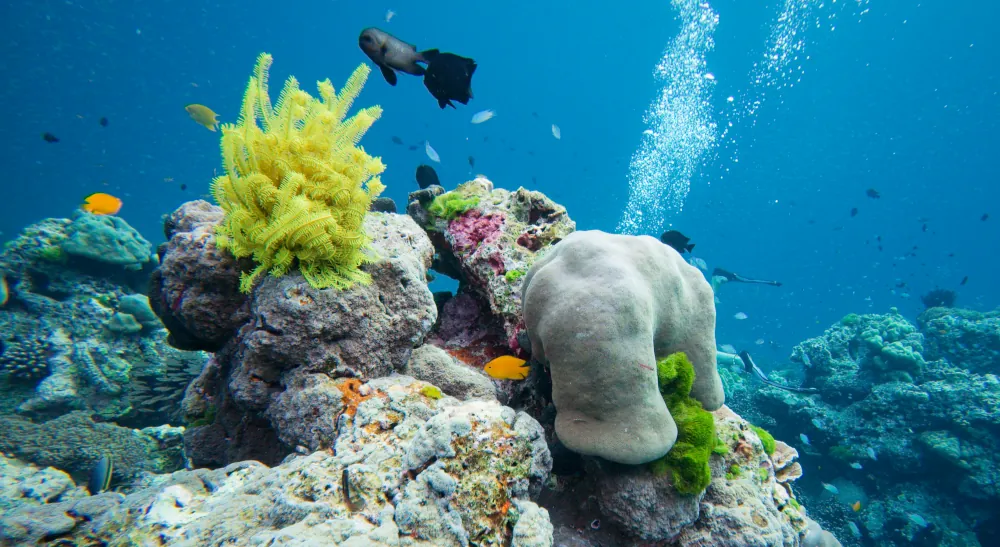 Comatule de Schlegel Comaster schlegelii