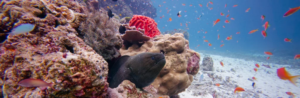 Murène Javanaise Gymnothorax javanicus