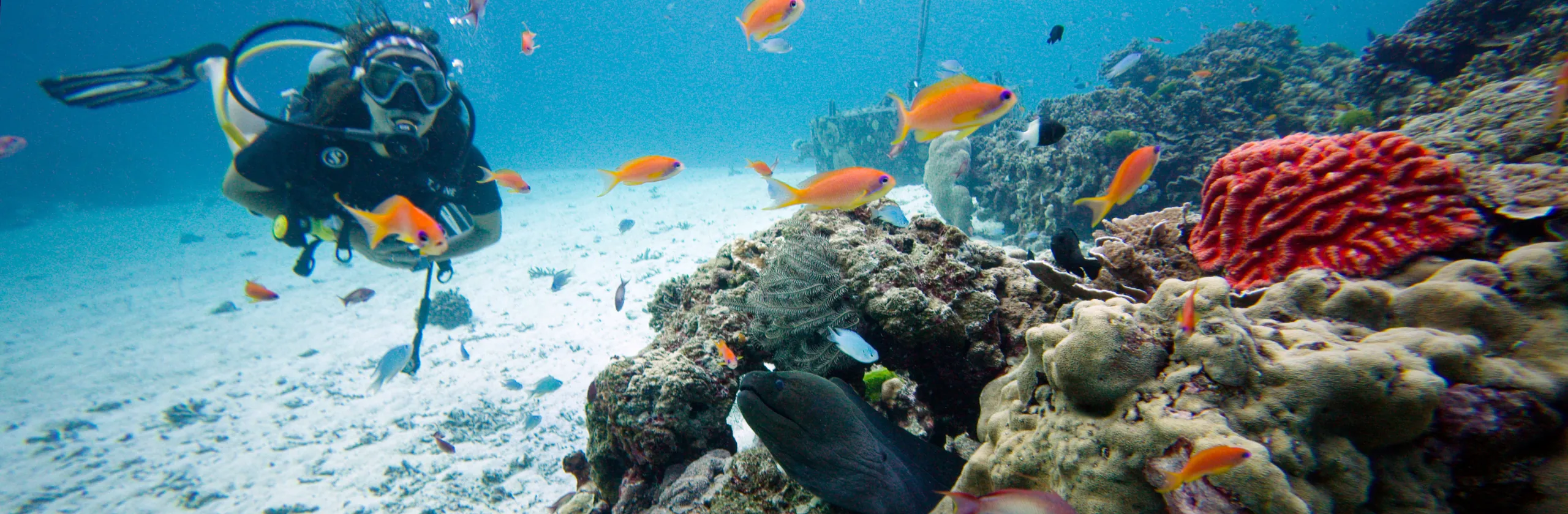 Croisière plongée Similan, Koh Bon et Koh Tachai : itinéraire et sites majeurs