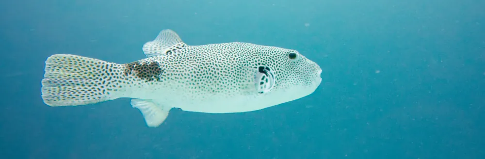 Tétrodon Étoilé Arothron stellatus