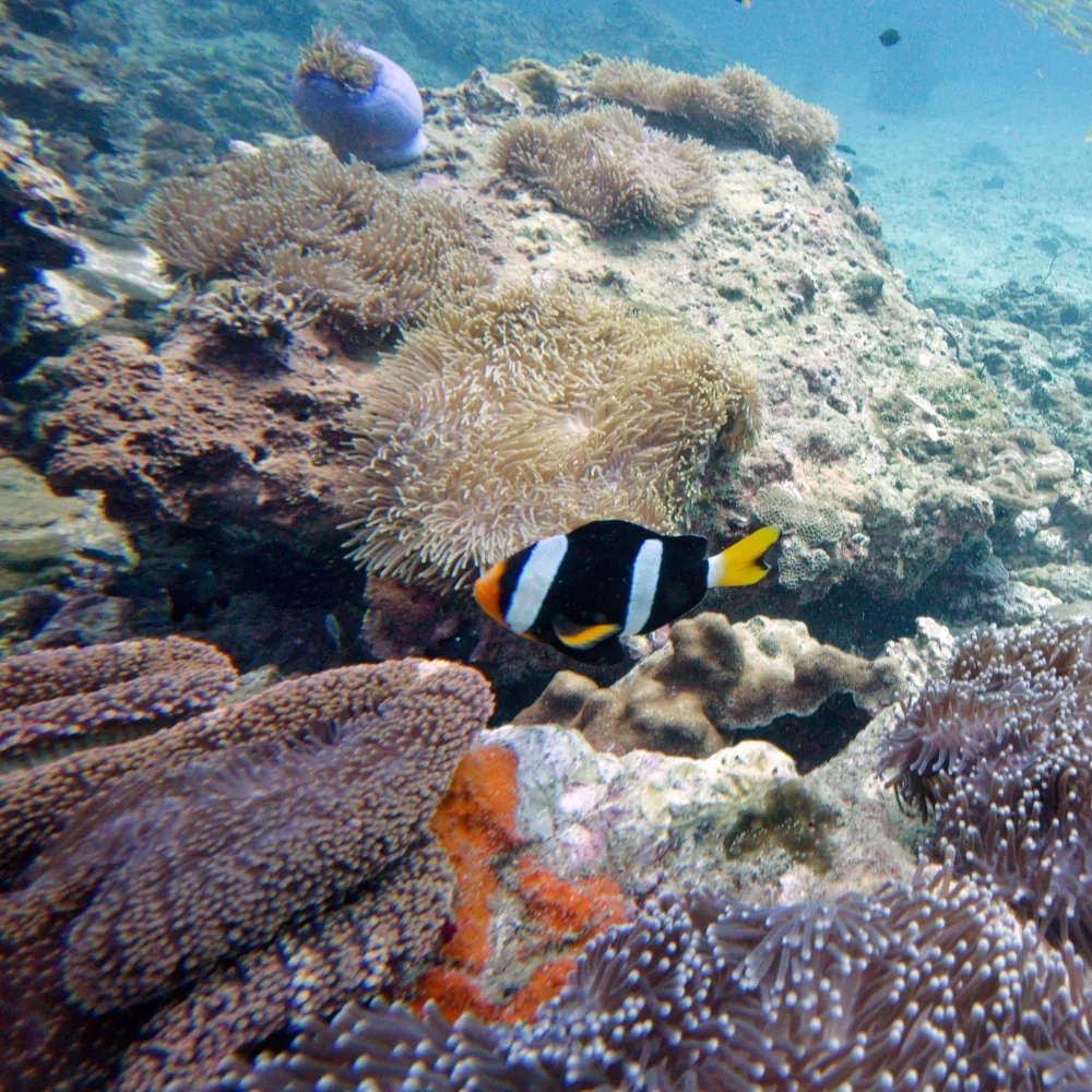 Poisson-clown de Clark Amphiprion clarkii