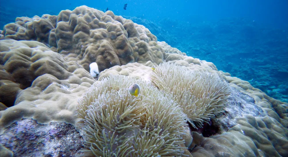 Poisson-clown Mouffette Amphiprion akallopisos
