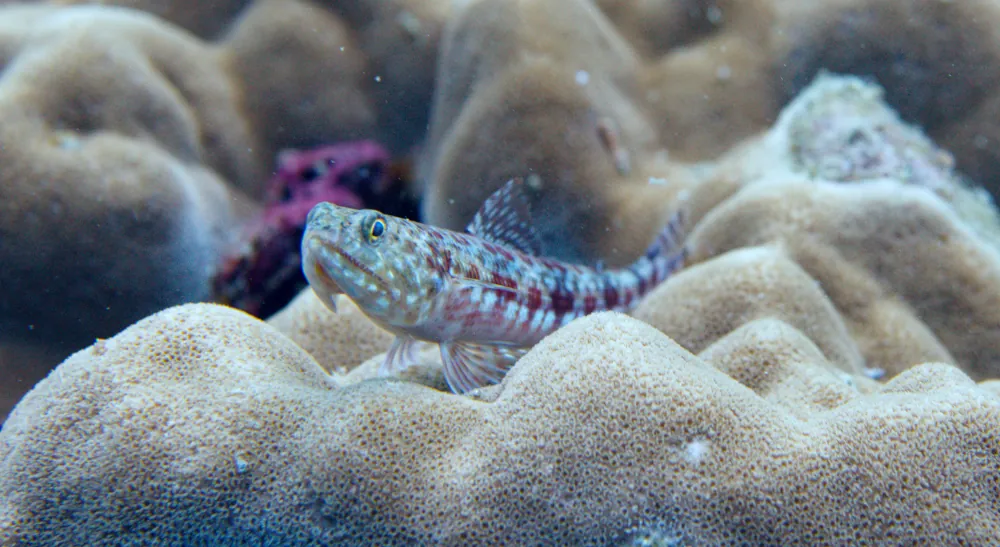 Poisson-lézard Bigarré Synodus variegatus