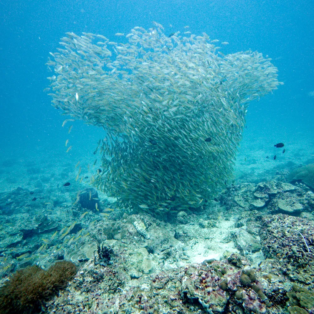 Tornades de Vivaneaux à gros yeux