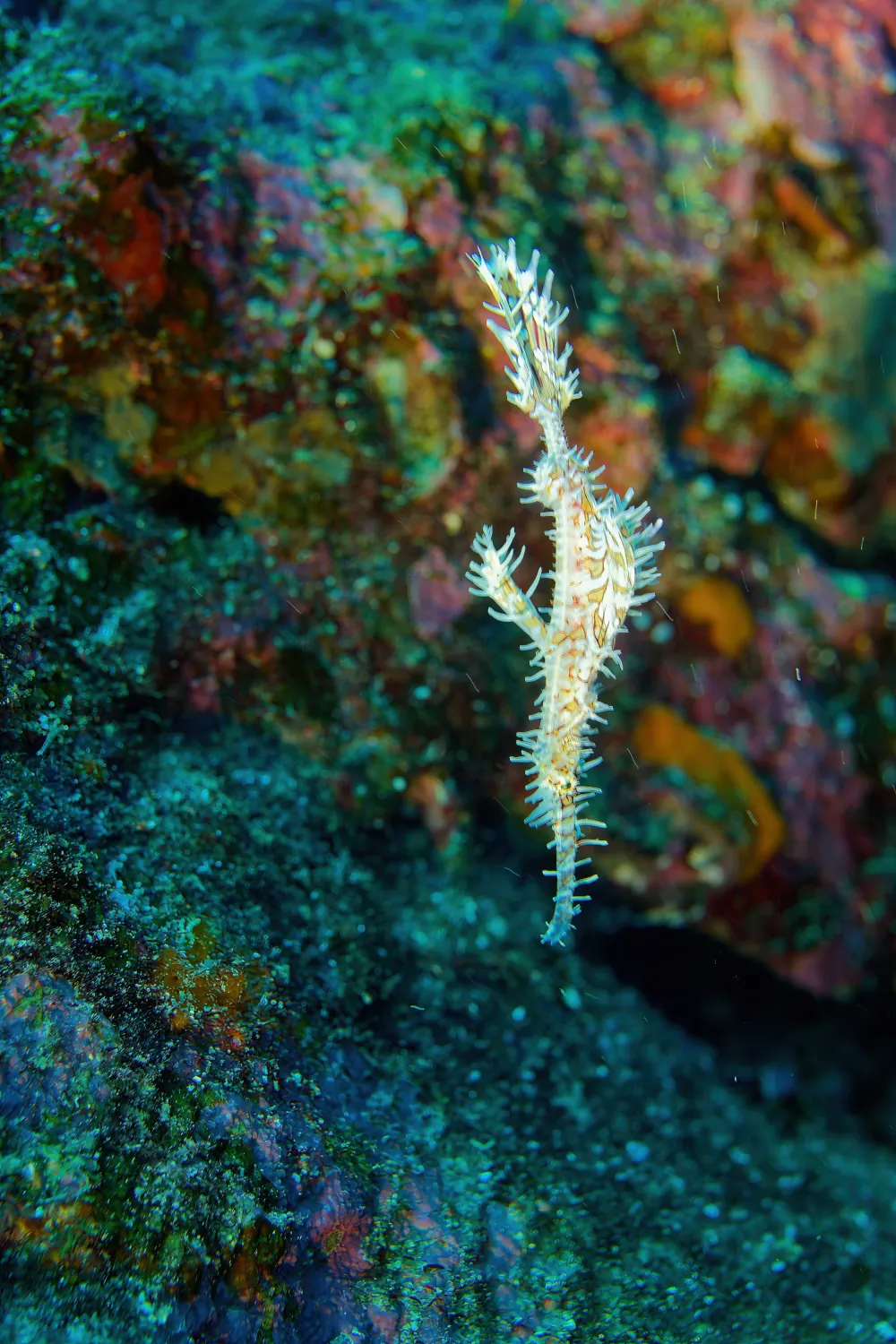 Poisson-fantôme Arlequin Solenostomus paradoxus