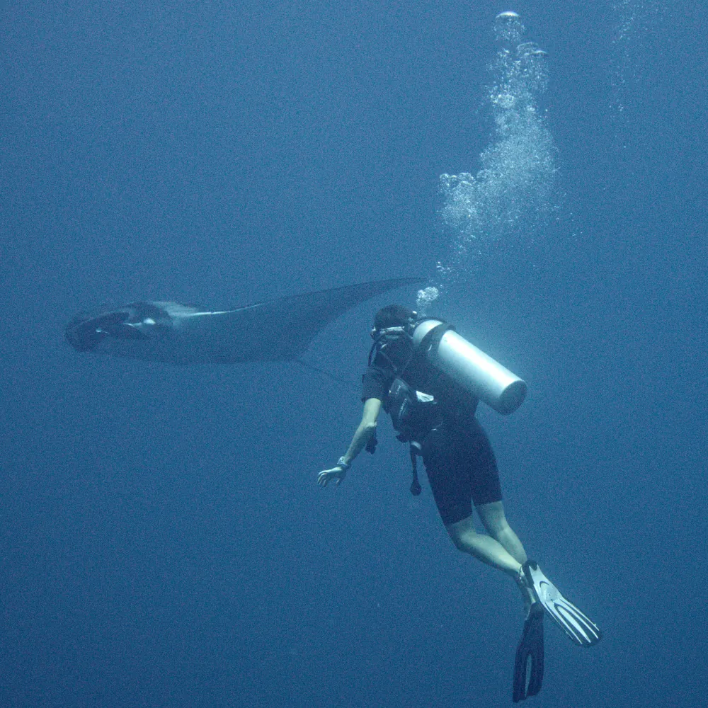 Raie manta géante Ko Bon