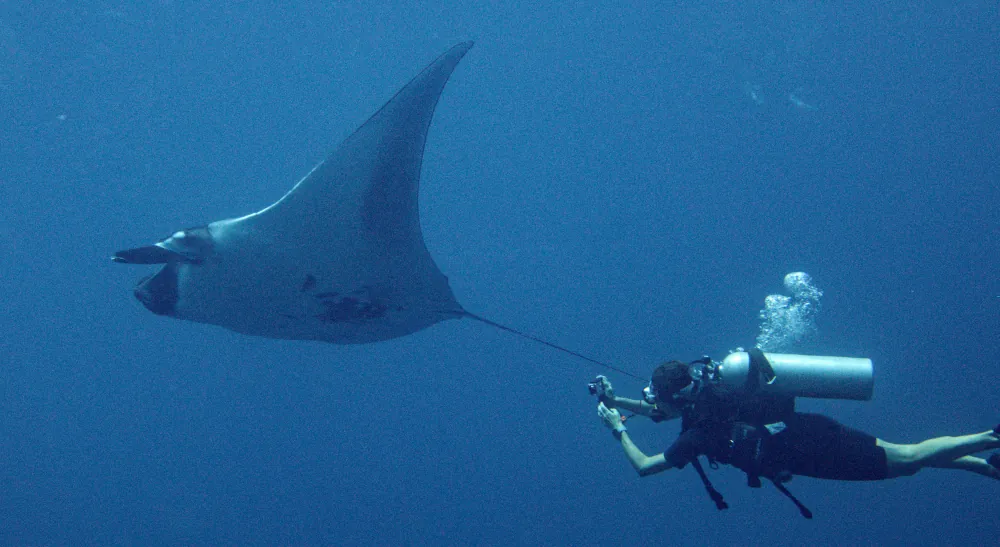 Raie Manta Géante Mobula birostris
