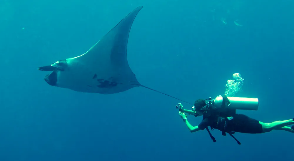Raie Manta Géante Mobula birostris