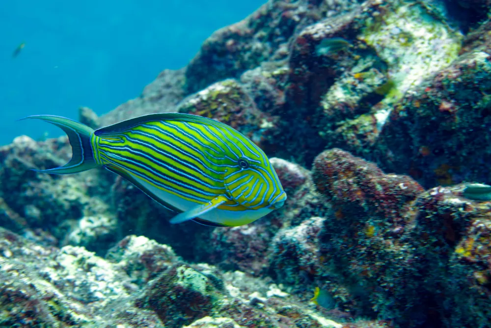 Chirurgien Zèbre Acanthurus lineatus