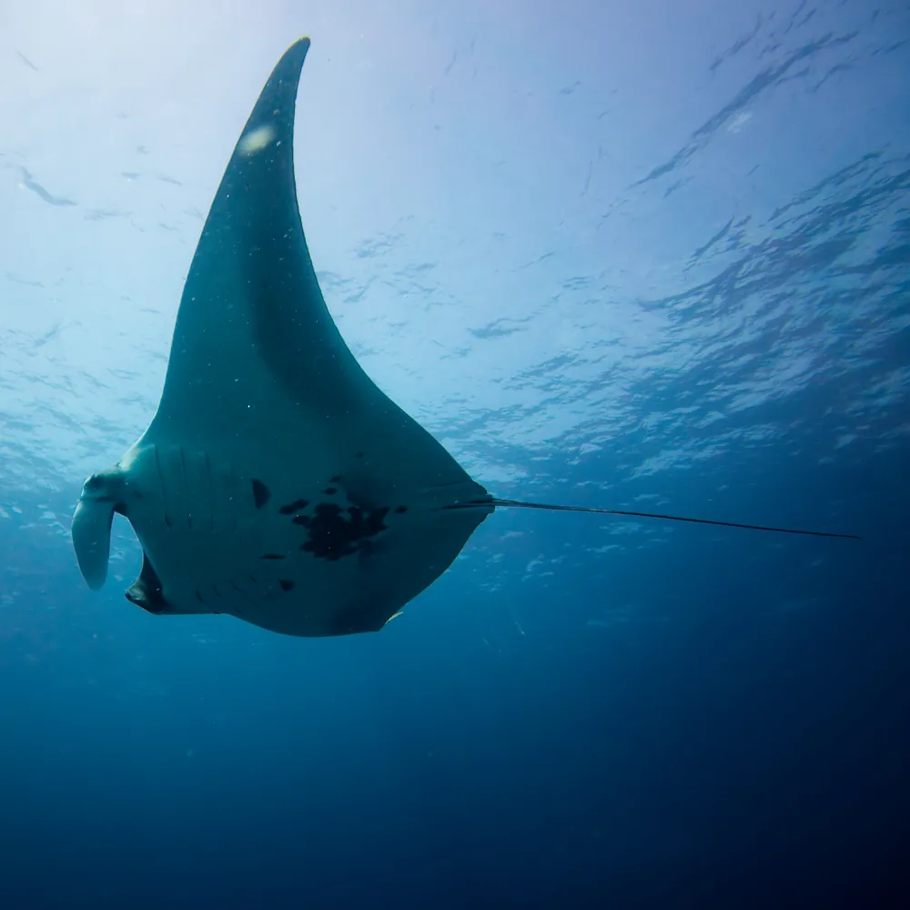 Raie Manta Géante Mobula birostris