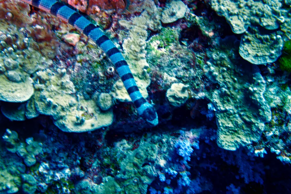 Tricot Rayé Jaune Laticauda colubrina