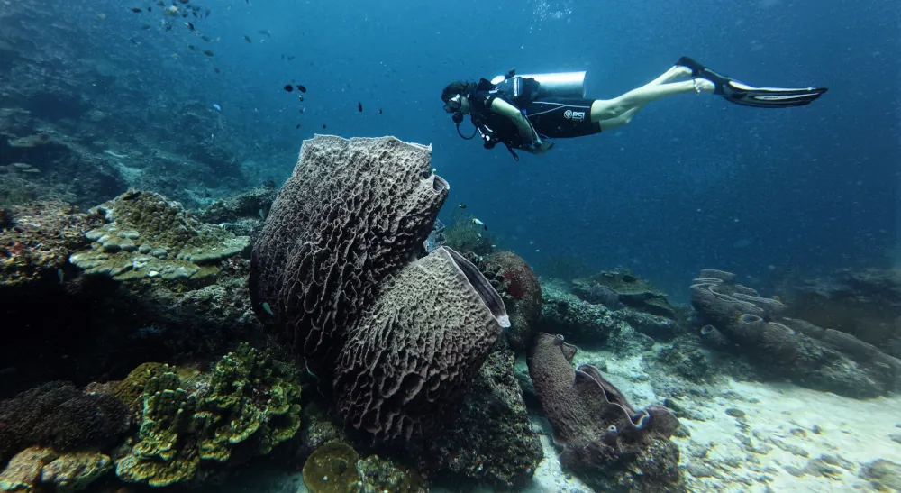 Éponge-Barrique Xestospongia testudinaria
