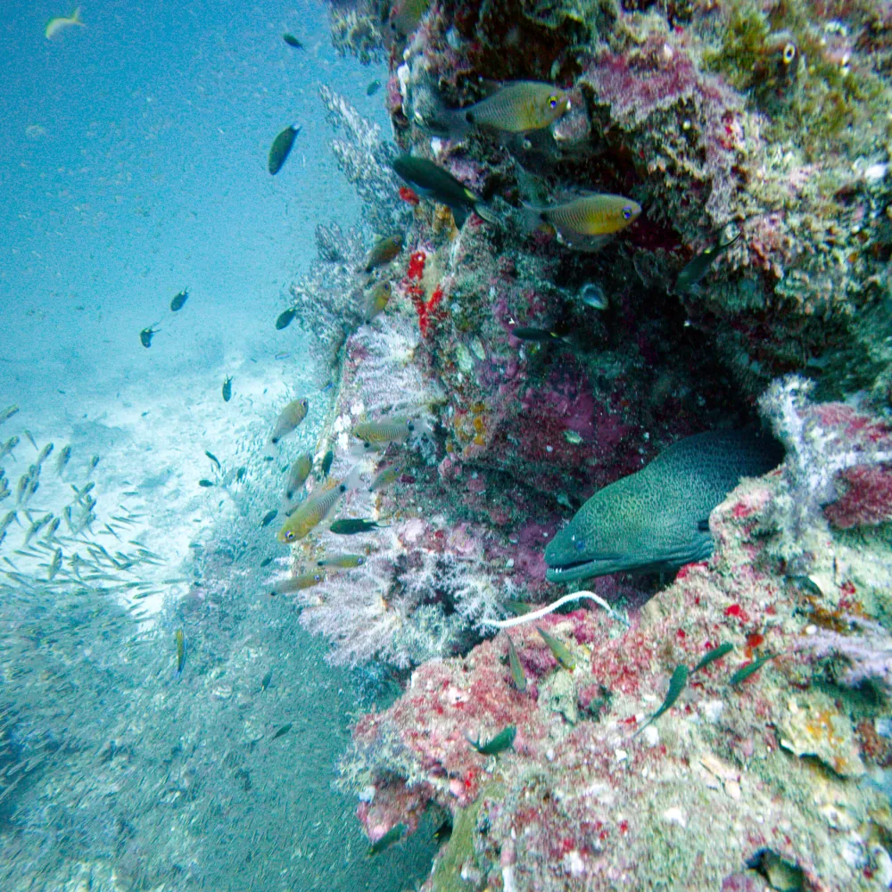 Murène Javanaise Gymnothorax javanicus