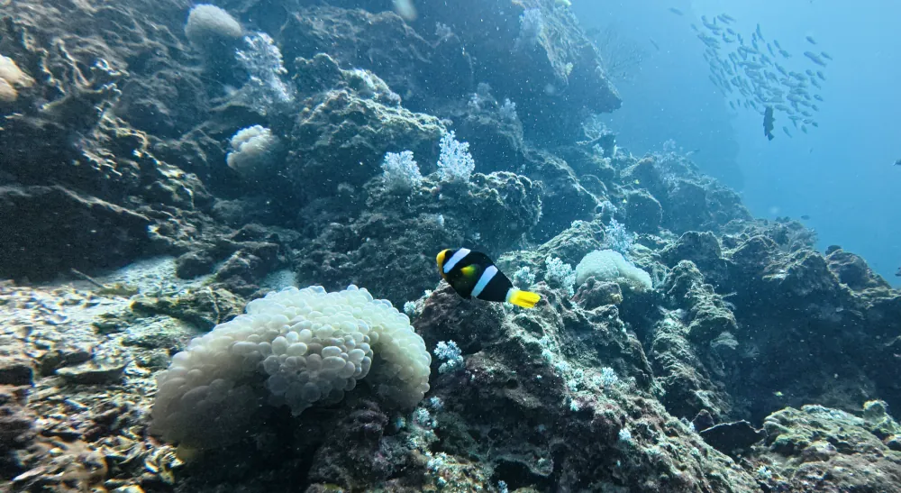 Poisson-clown de Clark Amphiprion clarkii