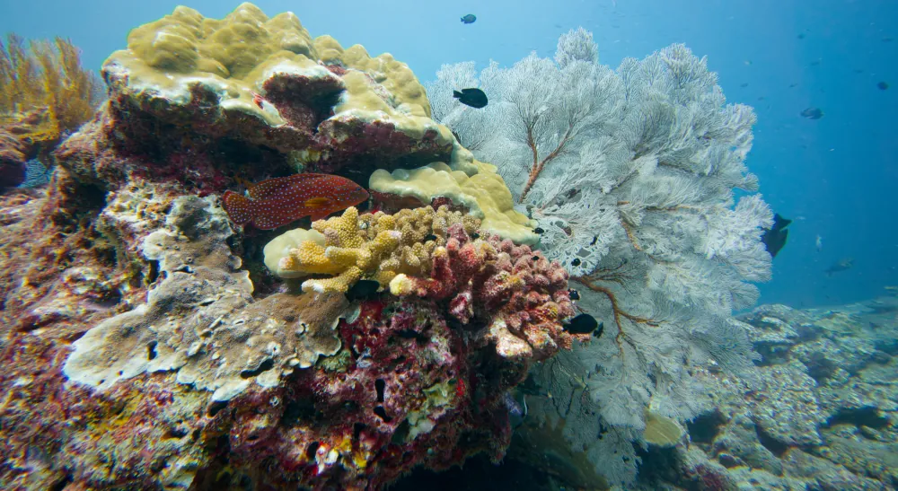 Mérou corail et Gorgone noueuse à Koh Tachai