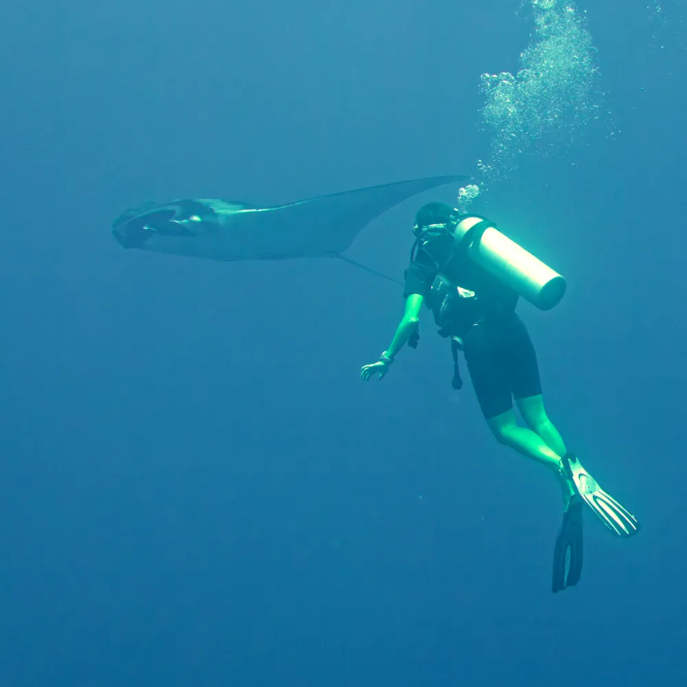 Raie Manta Géante Mobula birostris