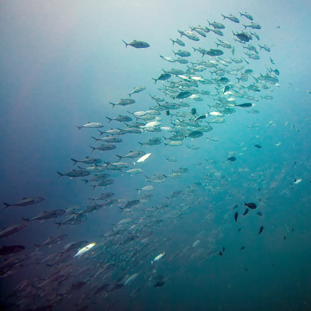 Carangue à Grosse Tête Caranx ignobilis