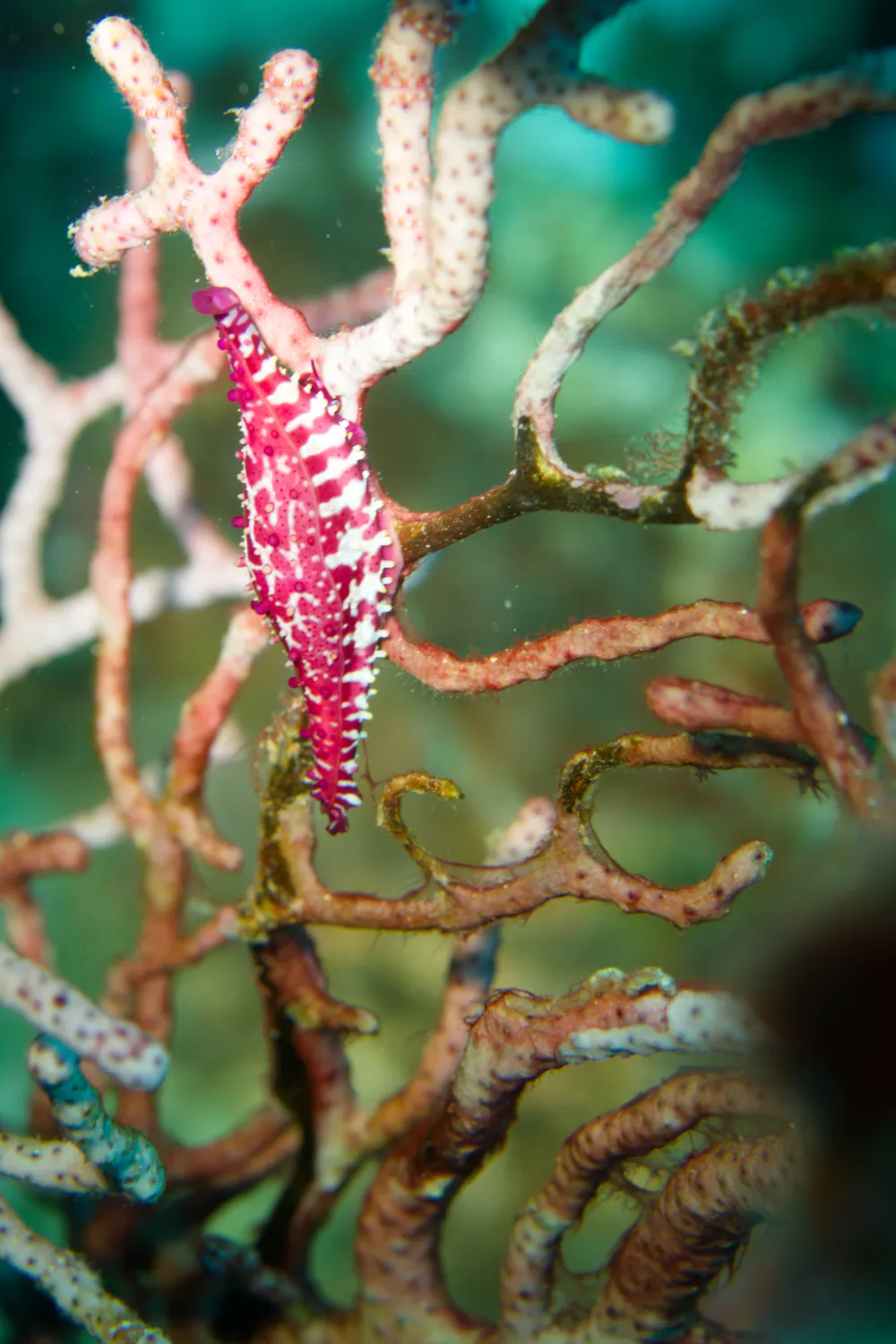 Ovule Broche Rose Phenacovolva rosea