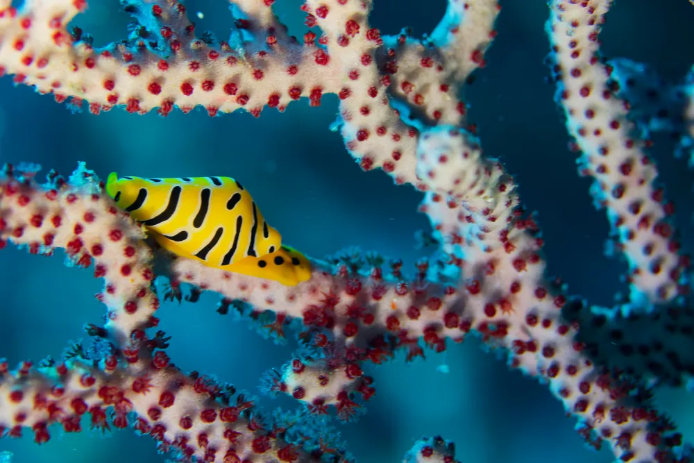 Ovule Tigre Cuspivolva tigris