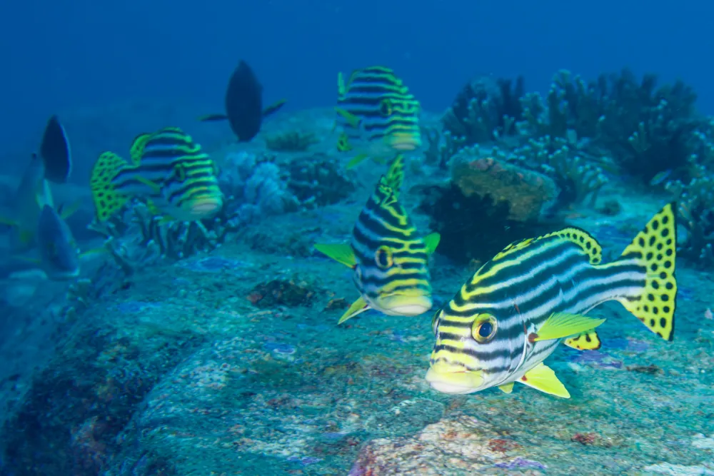 Gaterin Rayé Plectorhinchus vittatus