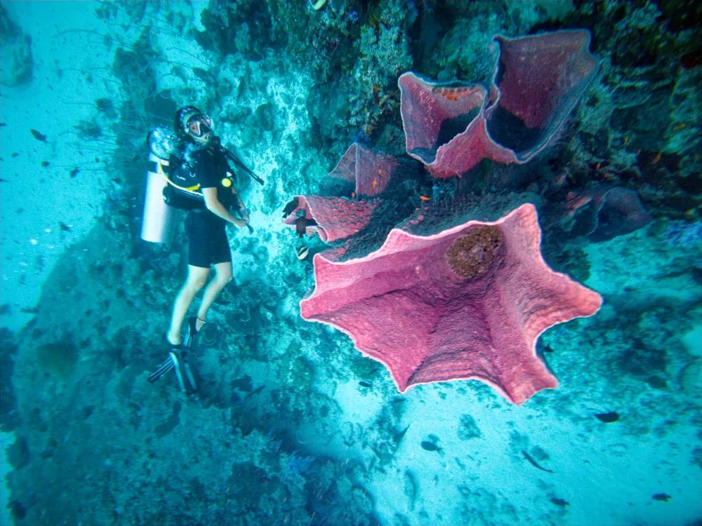 Éponge-Barrique Xestospongia testudinaria