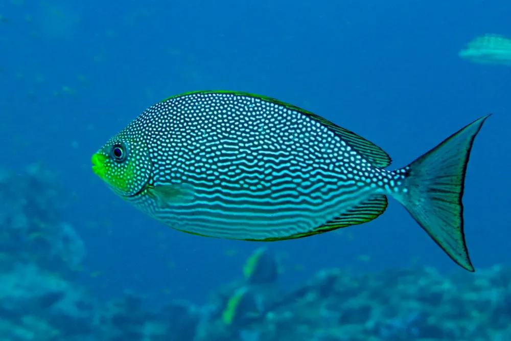 Sigan Ondulé Siganus javus