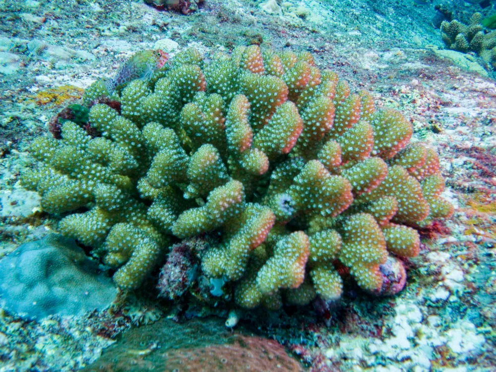 Epervier à Points Rouges Cirrhitichthys oxycephalus