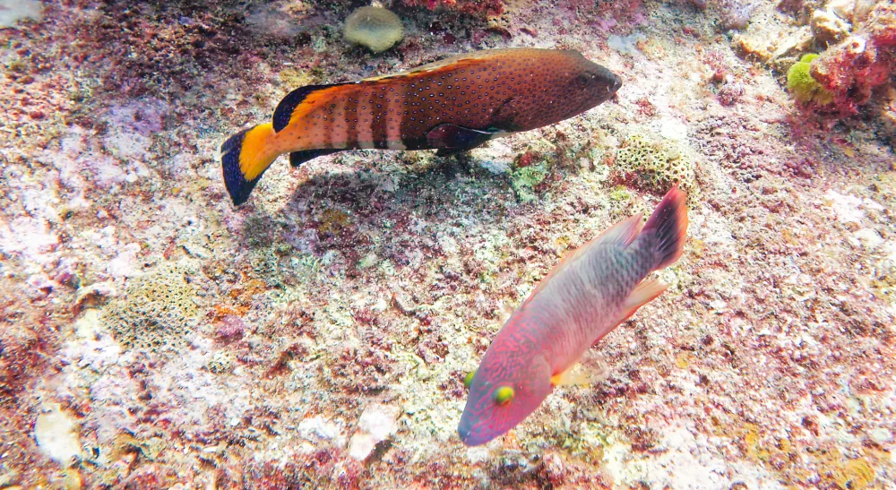 Mérou céleste (Cephalopholis argus) Labre à triple queue (Cheilinus trilobatus)