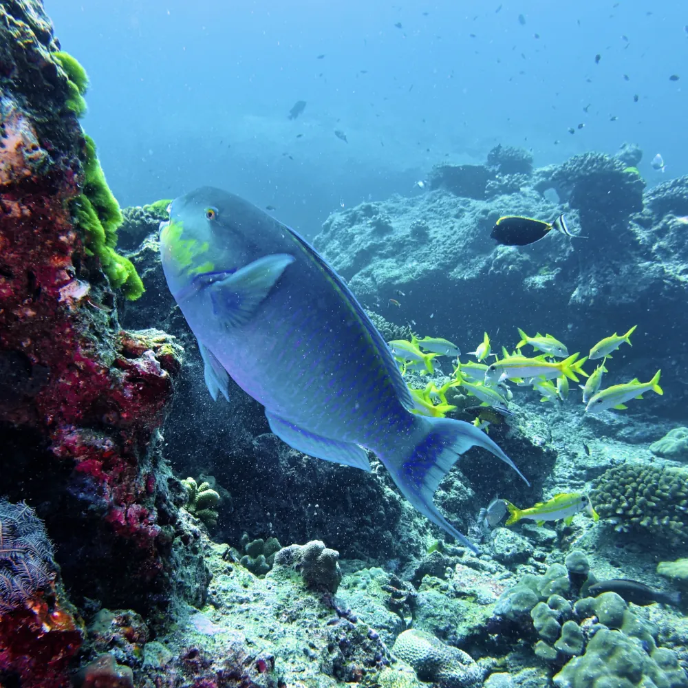 Poisson perroquet - Bleu Chlorurus strongylocephalus