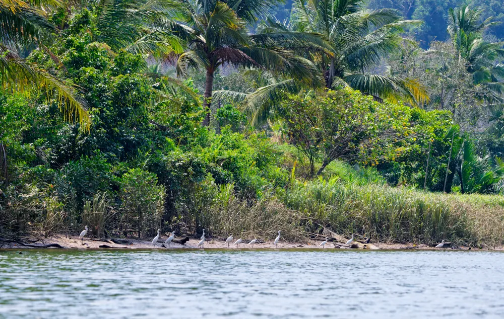 Mangrove et aigrettes