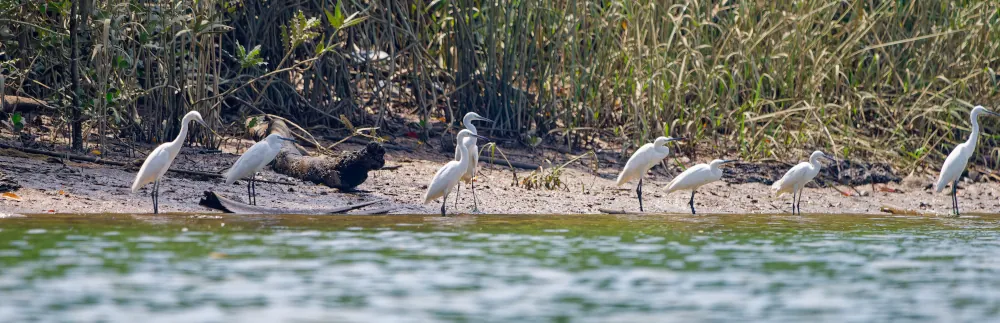 Grande Aigrette Ardea alba