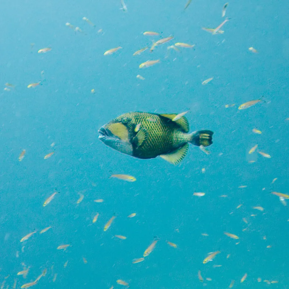 Baliste Titan - Balistoides viridescens